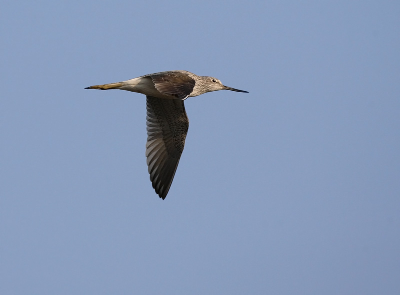 Valkoviklo Common Greenshank (Tring nebularia)