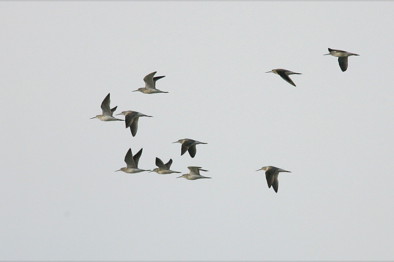 Valkoviklo Common Greenshank (Tring nebularia)