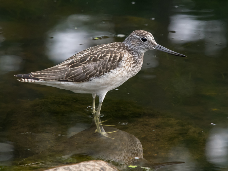 Valkoviklo Common Greenshank (Tring nebularia)