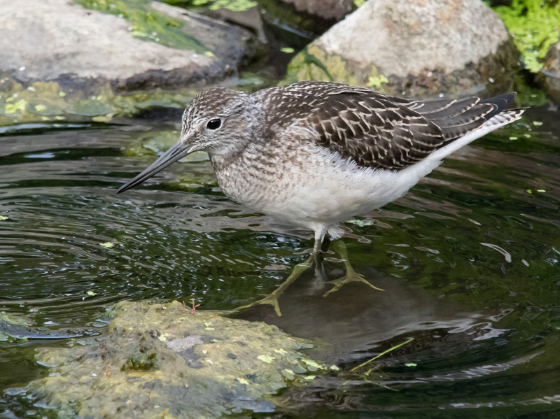 Valkoviklo Common Greenshank (Tring nebularia)