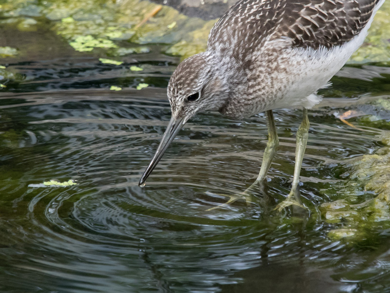 Valkoviklo Common Greenshank (Tring nebularia)
