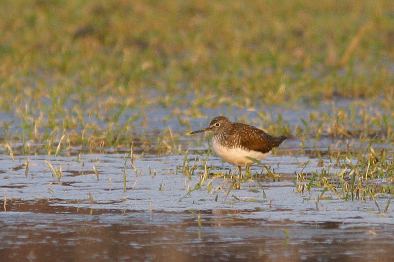 Mets�viklo (Tringa ochropus)
