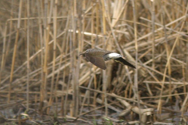 Mets�viklo (Tringa ochropus)