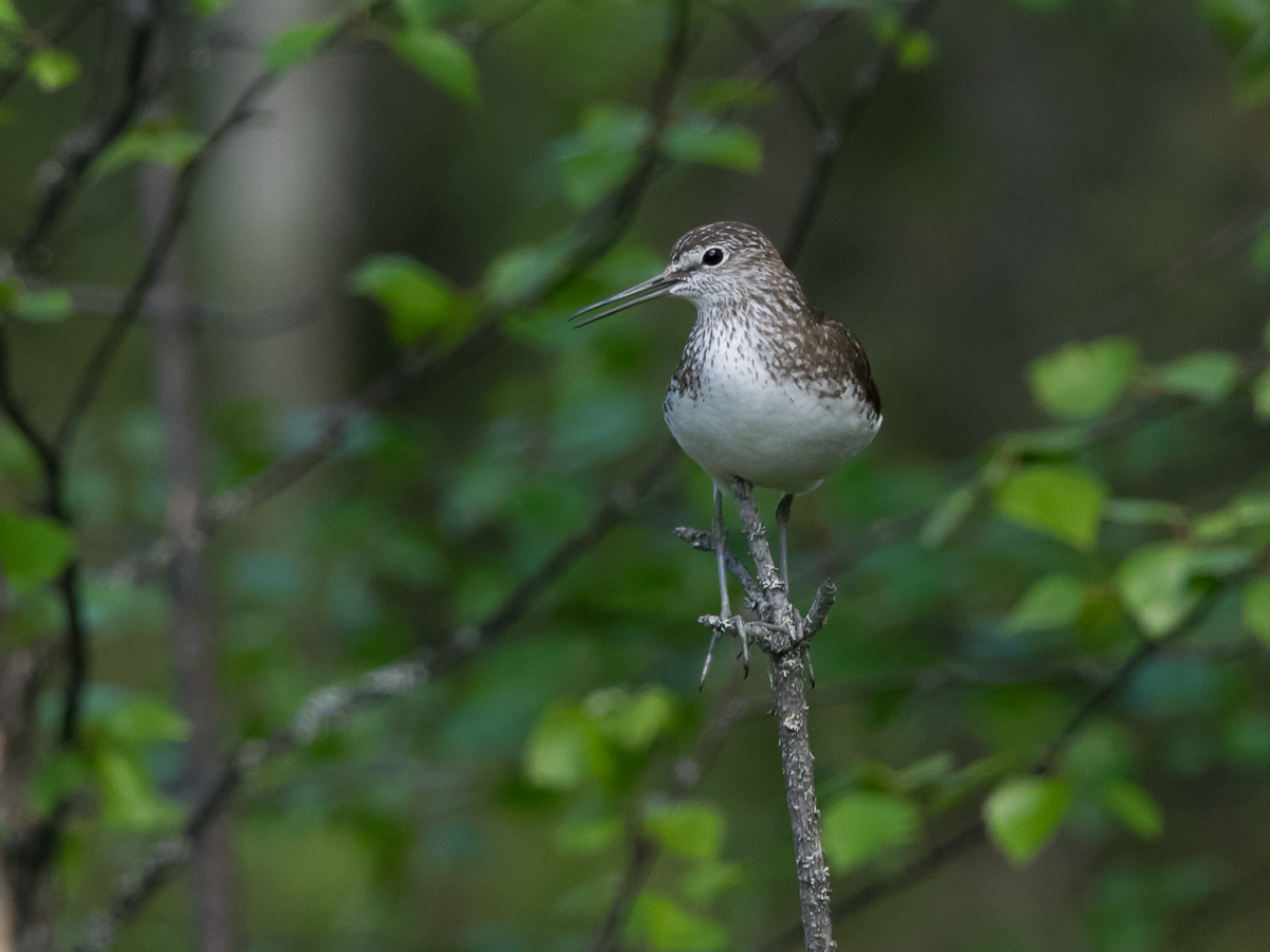 Mets�viklo (Tringa ochropus)
