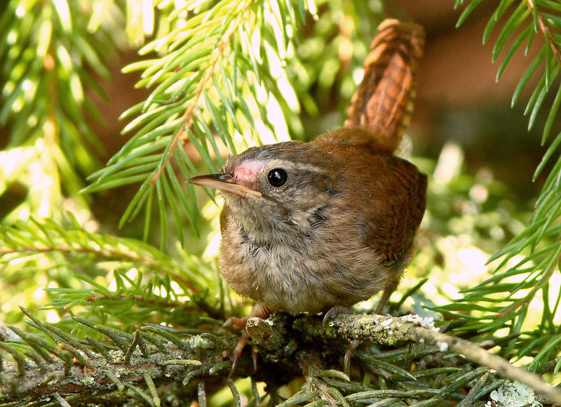 Peukaloinen, Wren (Troglodytes troglodytes)