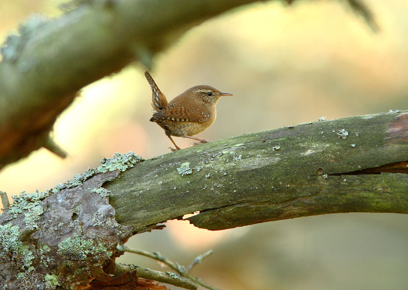 Peukaloinen, Wren (Troglodytes troglodytes)