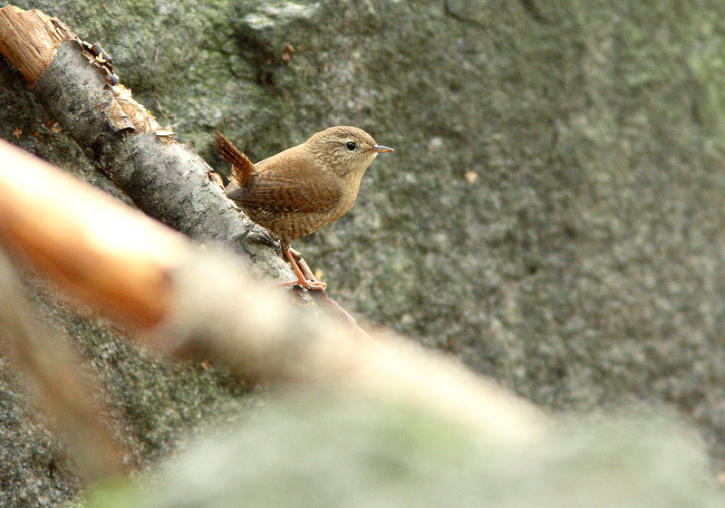 Peukaloinen, Wren (Troglodytes troglodytes)
