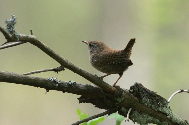 Peukaloinen, Wren (Troglodytes troglodytes)