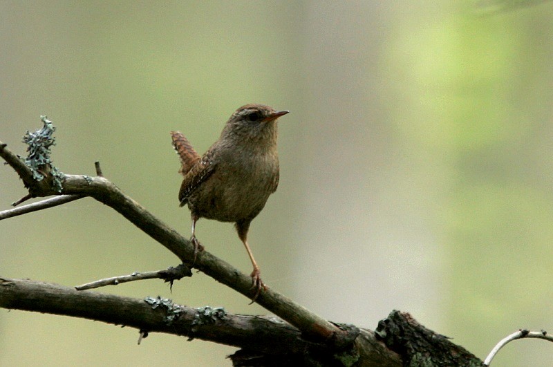 Peukaloinen, Wren (Troglodytes troglodytes)
