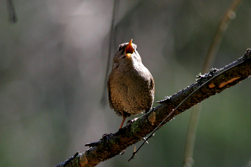 Peukaloinen, Wren (Troglodytes troglodytes)