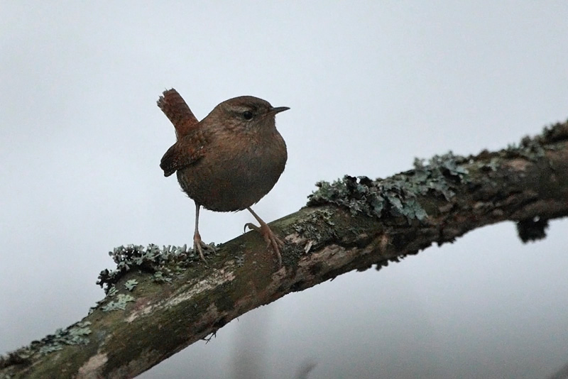 Peukaloinen, Wren (Troglodytes troglodytes)