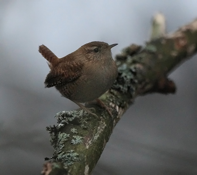 Peukaloinen, Wren (Troglodytes troglodytes)