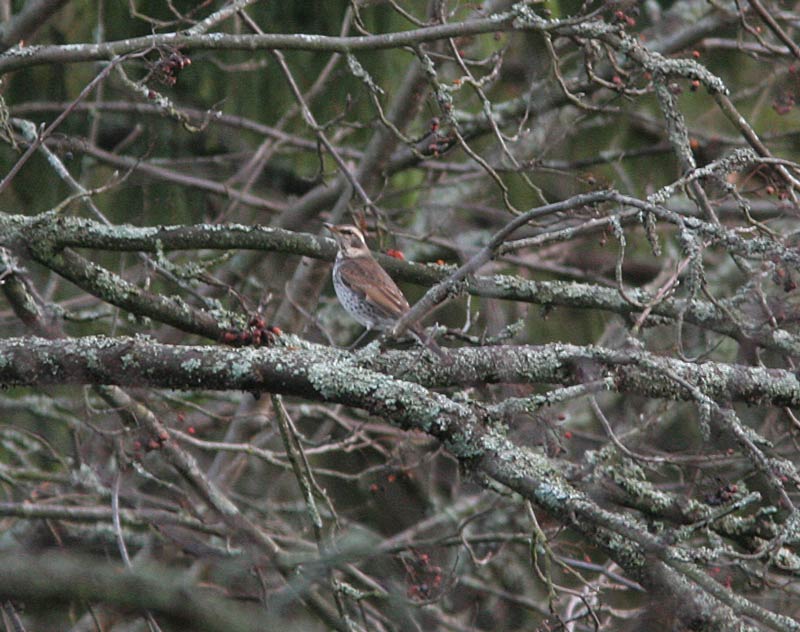 Ruostesiipirastas Turdus naumanni eunomus
