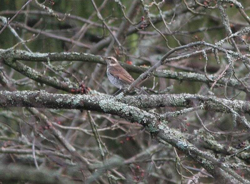 Ruostesiipirastas Turdus naumanni eunomus