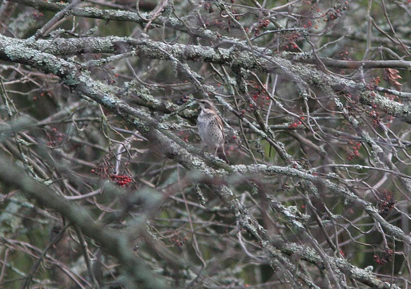 Ruostesiipirastas Turdus naumanni eunomus