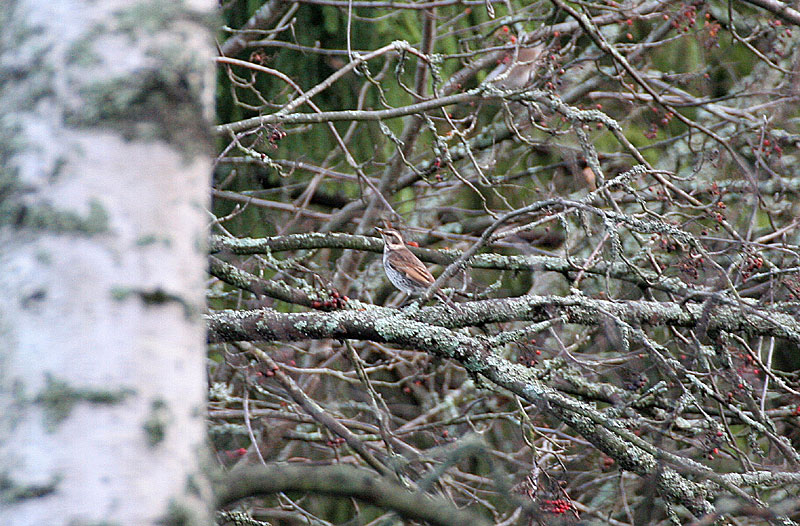 Ruostesiipirastas Turdus naumanni eunomus
