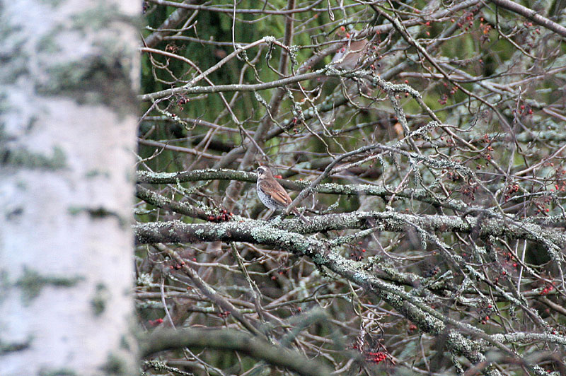 Ruostesiipirastas Turdus naumanni eunomus