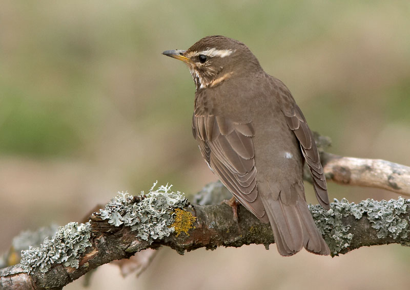 Punakylkirastas Turdus iliacus
