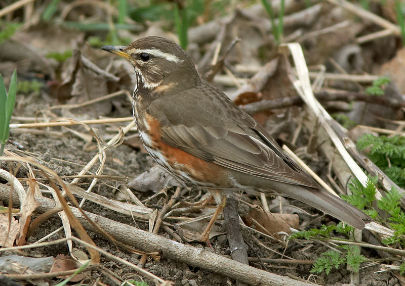 Punakylkirastas Turdus iliacus