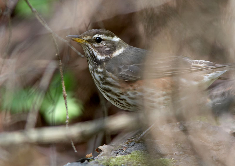 Punakylkirastas Turdus iliacus