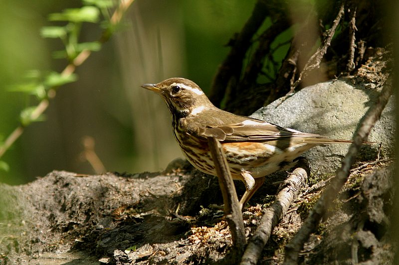 Punakylkirastas Turdus iliacus