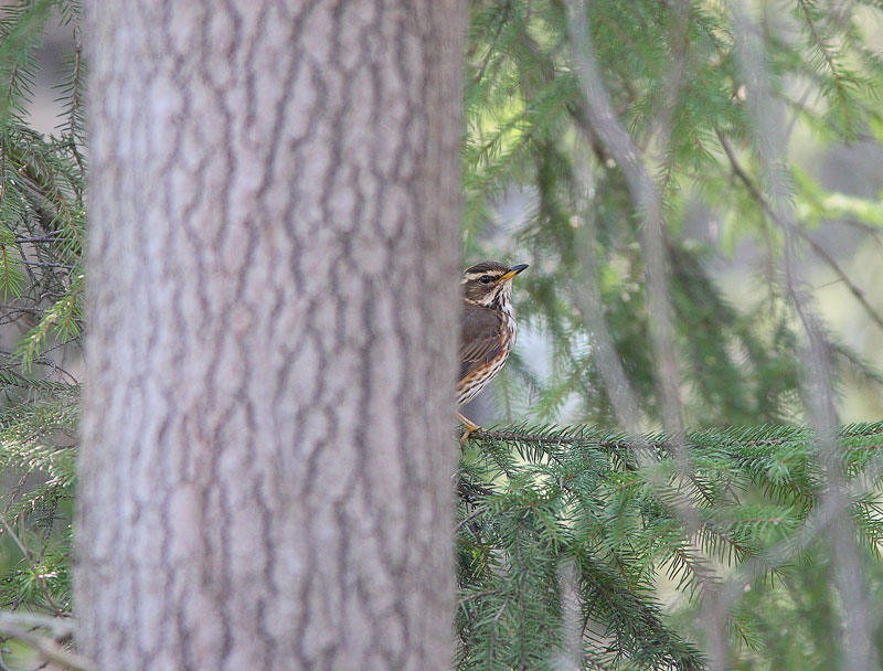 Punakylkirastas Turdus iliacus