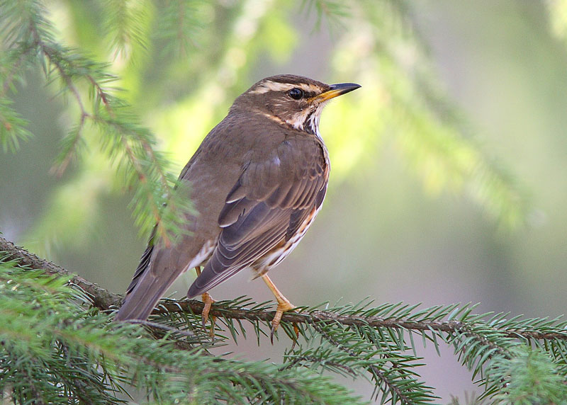 Punakylkirastas Turdus iliacus