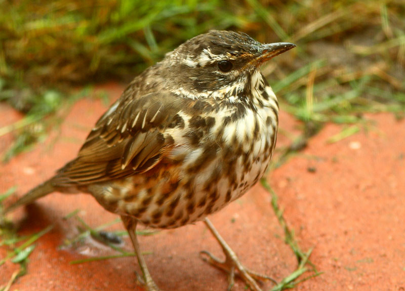 Punakylkirastas Turdus iliacus