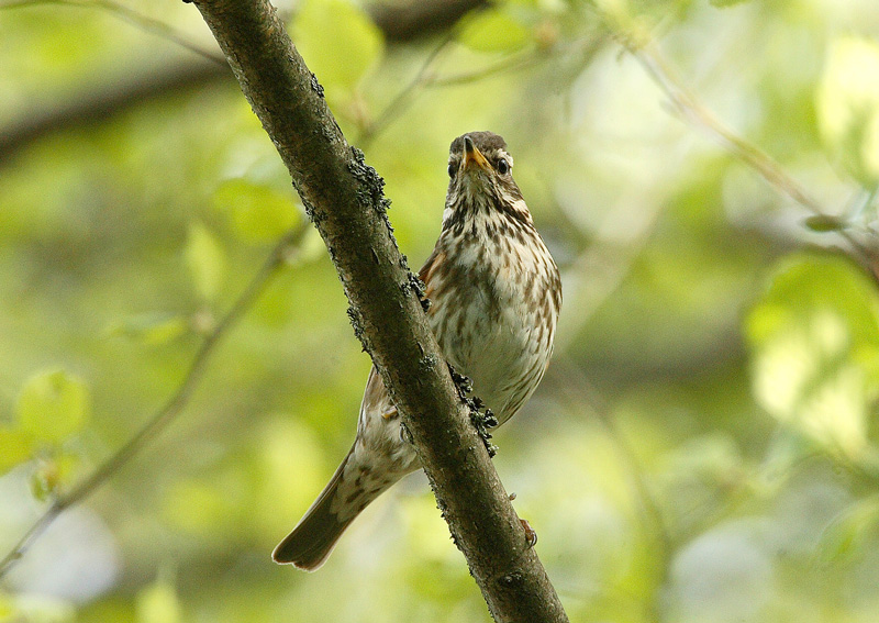 Punakylkirastas Redwing (Turdus iliacus)
