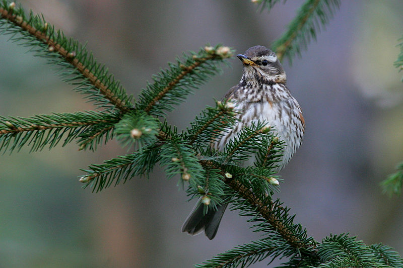 Punakylkirastas Redwing (Turdus iliacus)