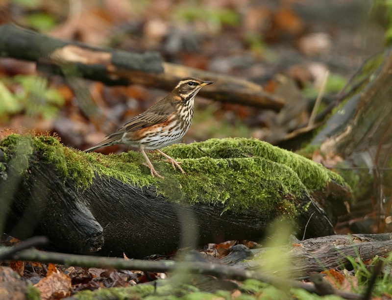 Punakylkirastas Redwing (Turdus iliacus)