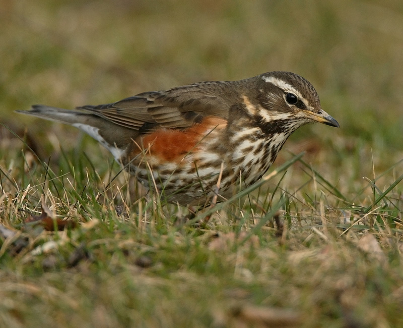Punakylkirastas Redwing (Turdus iliacus)