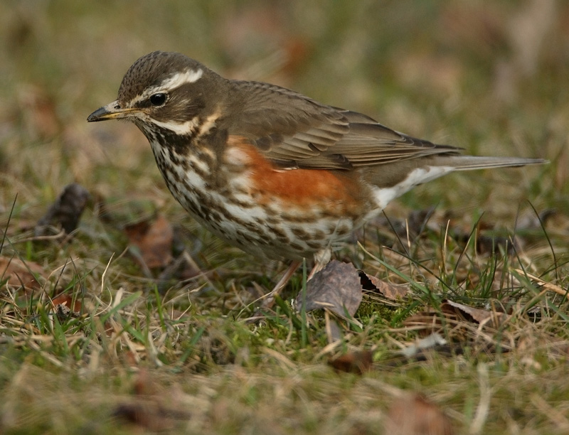 Punakylkirastas Redwing (Turdus iliacus)