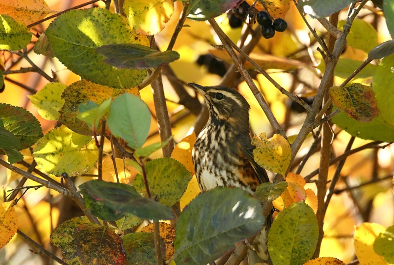 Punakylkirastas Redwing (Turdus iliacus)