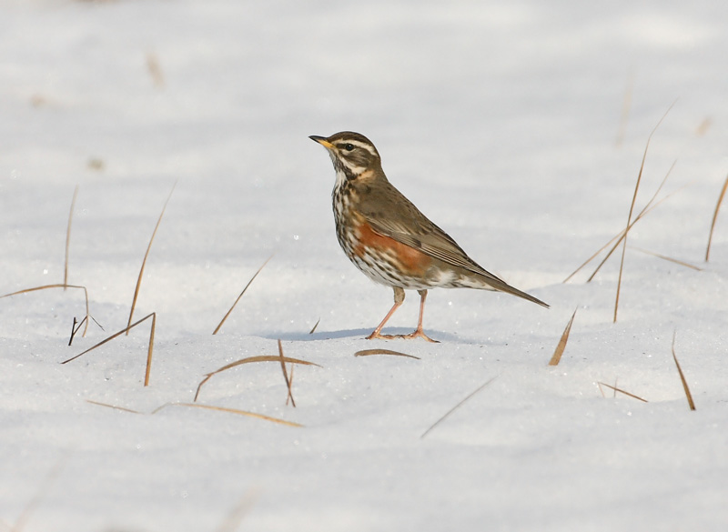 Punakylkirastas Redwing (Turdus iliacus)