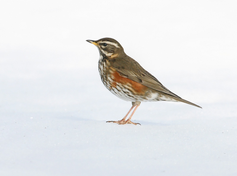 Punakylkirastas Redwing (Turdus iliacus)