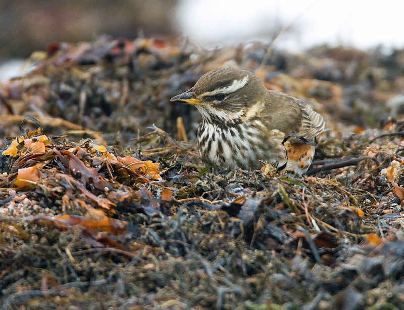 Punakylkirastas Redwing (Turdus iliacus)