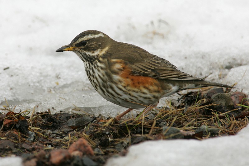 Punakylkirastas Redwing (Turdus iliacus)