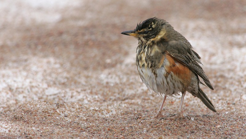 Punakylkirastas Redwing (Turdus iliacus)