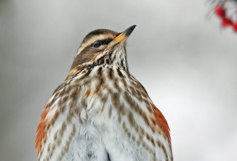 Punakylkirastas Redwing (Turdus iliacus)