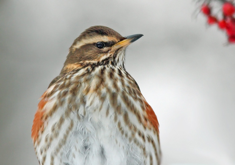 Punakylkirastas Redwing (Turdus iliacus)
