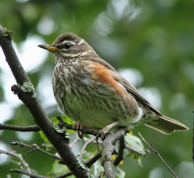 Punakylkirastas Redwing (Turdus iliacus)