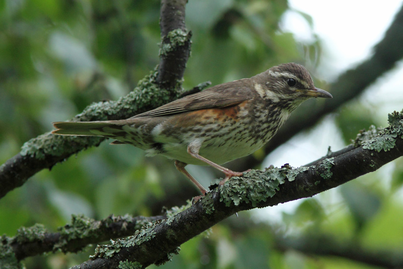 Punakylkirastas Redwing (Turdus iliacus)