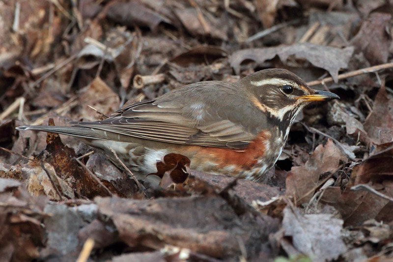 Punakylkirastas Redwing (Turdus iliacus)