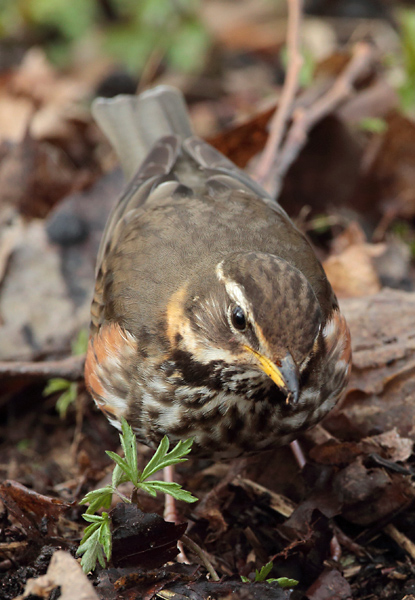 Punakylkirastas Redwing (Turdus iliacus)