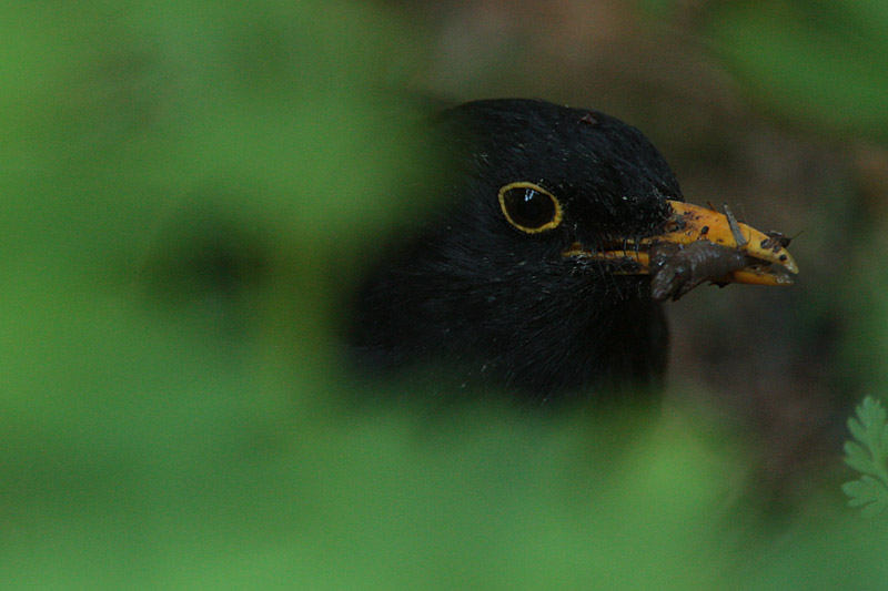Mustarastas (Turdus merula)