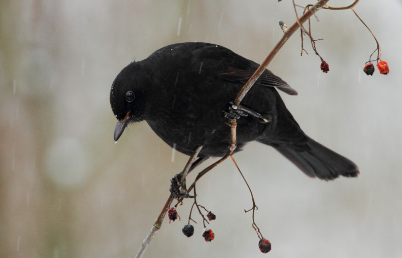 Mustarastas Common Blackbird (Turdus merula)