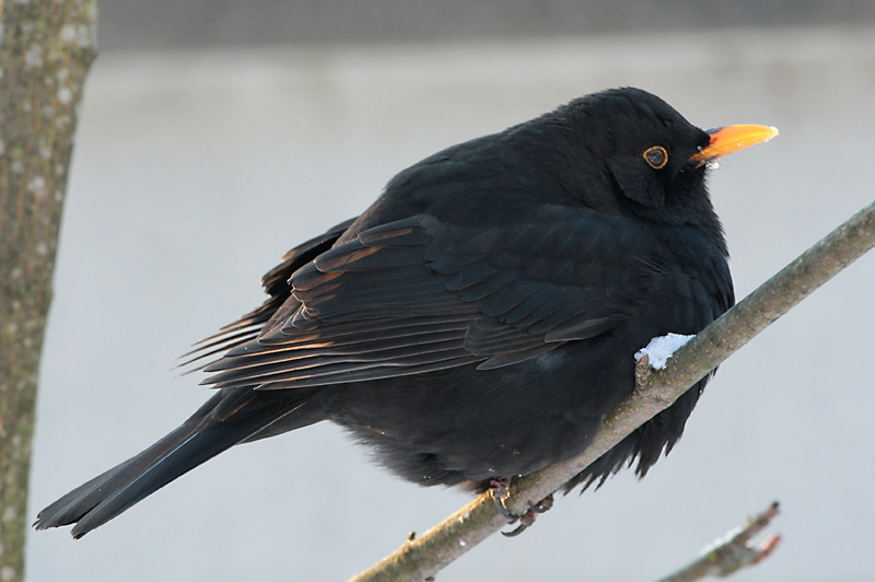 Mustarastas Common Blackbird (Turdus merula)