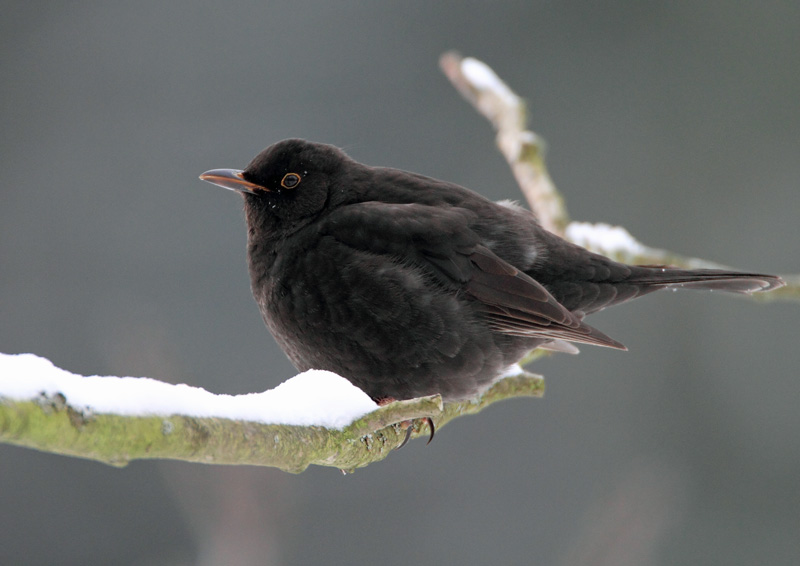 Mustarastas Common Blackbird (Turdus merula)