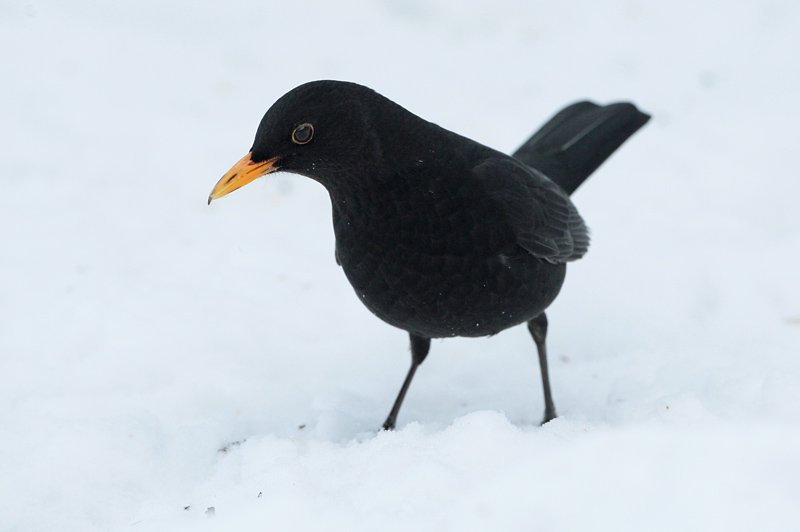 Mustarastas Common Blackbird (Turdus merula)